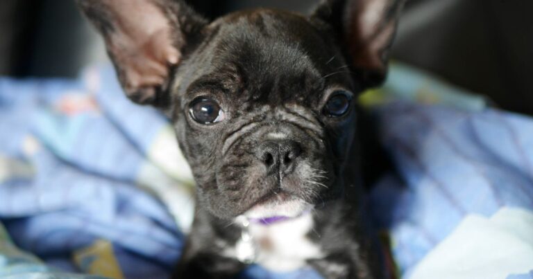 French Bulldog Adoption: Bringing Home a Frenchie